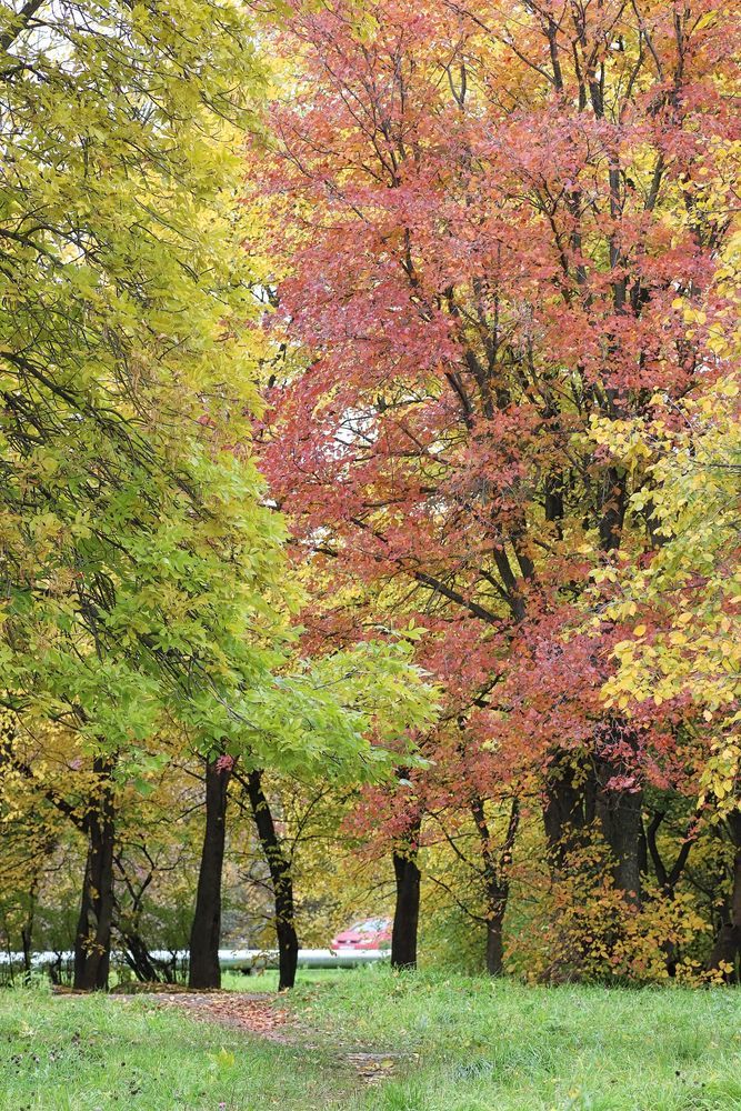 Parco autunnale con alberi verdi e rossi e un sentiero erboso che si addentra nel bosco.
