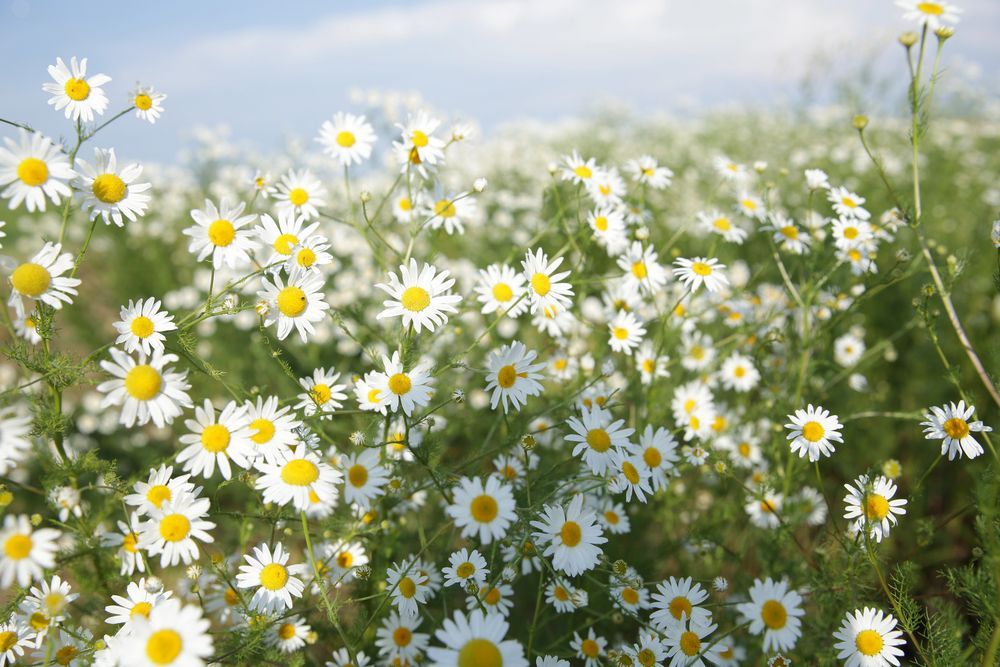Margherite bianche che sbocciano in un prato soleggiato sotto un cielo azzurro tenue