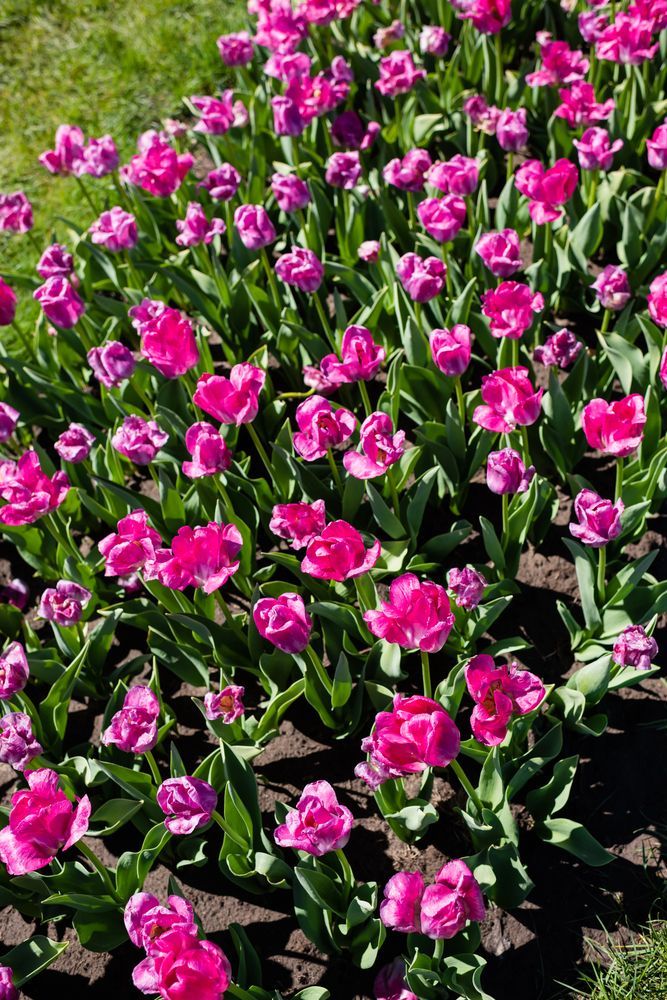 Tulipani rosa che sbocciano in un'aiuola con foglie verdi e terreno scuro
