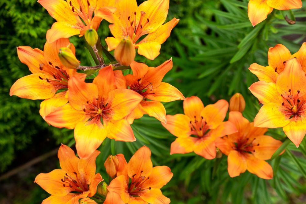 Fiori arancioni e gialli sbocciano tra il fogliame verde