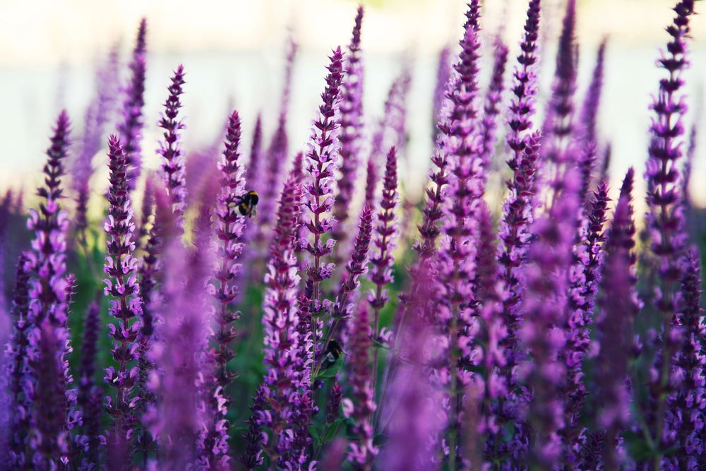 Fiori di lavanda viola in un campo con uno sfondo morbido e sfocato.