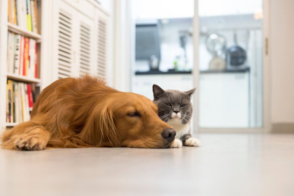Un golden retriever e un gatto grigio riposano fianco a fianco sul pavimento del corridoio.