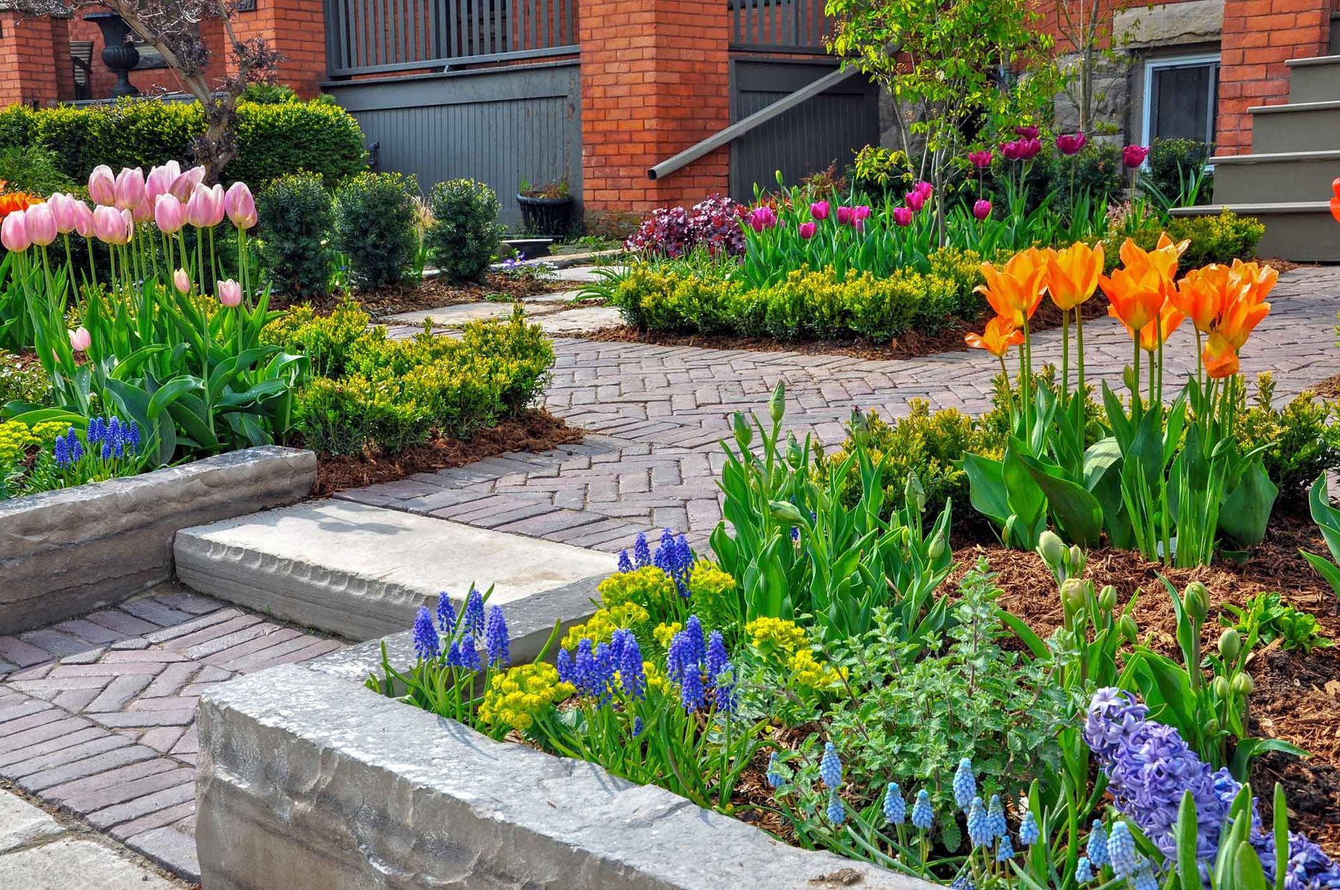 A vibrant garden with pink and orange tulips, blue grape hyacinths, and leafy shrubs bordering a paved walkway.