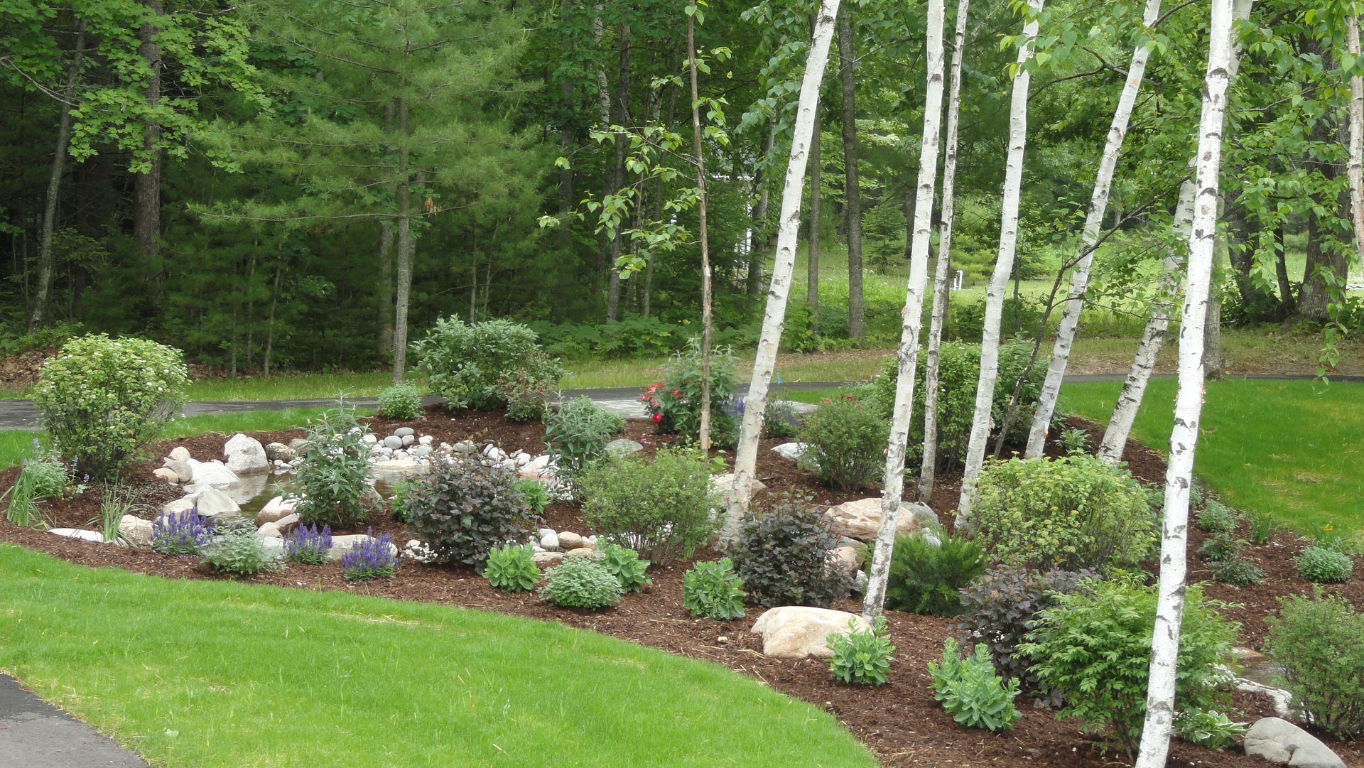 Close-up of gloved hands spreading wood chip mulch around a green garden shrub.