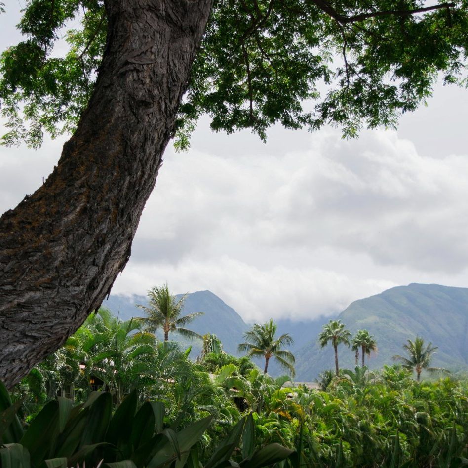 Large tree in foreground, overlooking a lush green landscape of tropical plants and mountains under a cloudy sky.