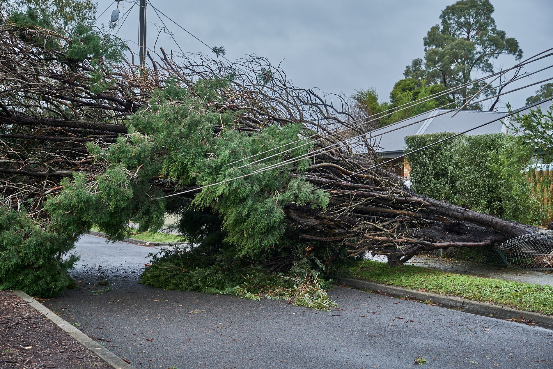 Fallen tree blocking a residential street, with power lines visible overhead and a house in the background.