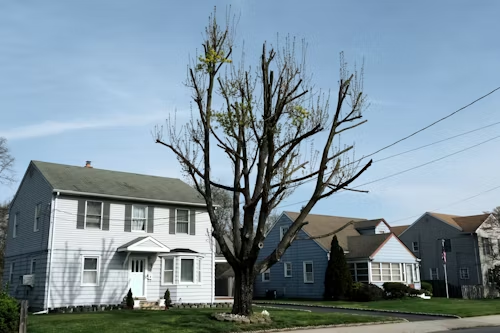 Tree with minimal leaves stands in front of light blue houses with power lines overhead on a sunny day.