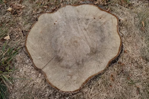 Tree stump with visible growth rings, on brown, grassy ground.