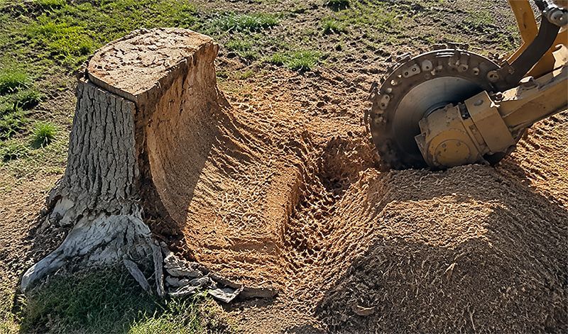 Tree stump with sawdust on the ground beside a chainsaw cutting the trunk outdoors.