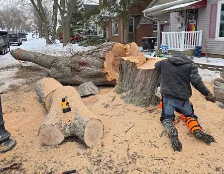 Worker cutting up a fallen tree trunk in a snowy yard beside a house