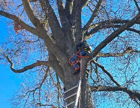 Worker using a ladder to trim or prune a large tree against a blue sky