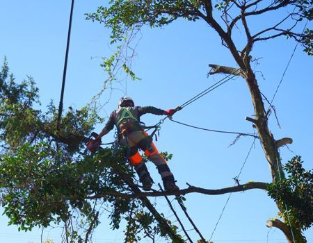 A man is cutting a tree branch with a chainsaw