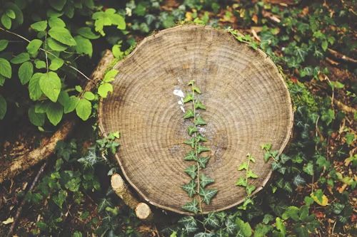 A close-up of a circular tree stump in a forest, featuring a vertical vine of ivy leaves growing across its center.
