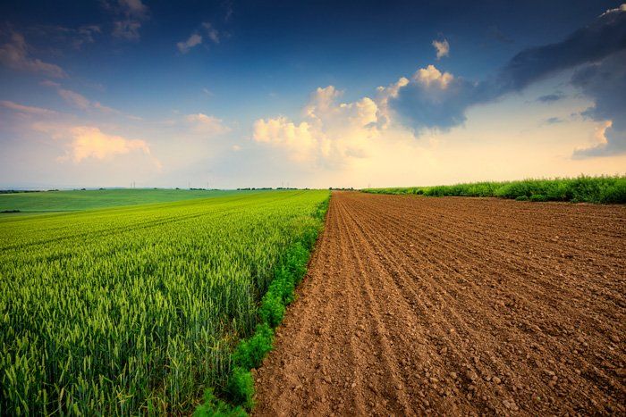 Agriculture Field at Sunset — Owatonna, MN — Smith Tollefson, Rahrick & Cass
