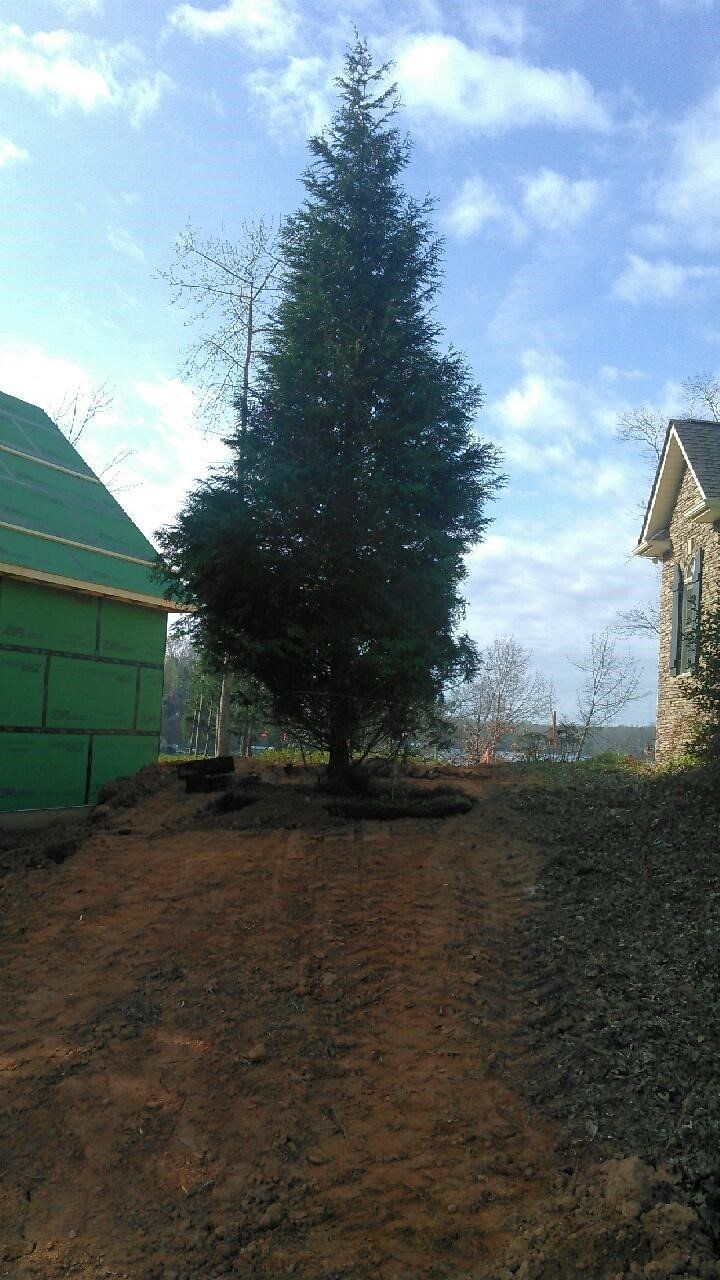 One Pine Tree — Seneca, SC — Sheriff Landscaping
