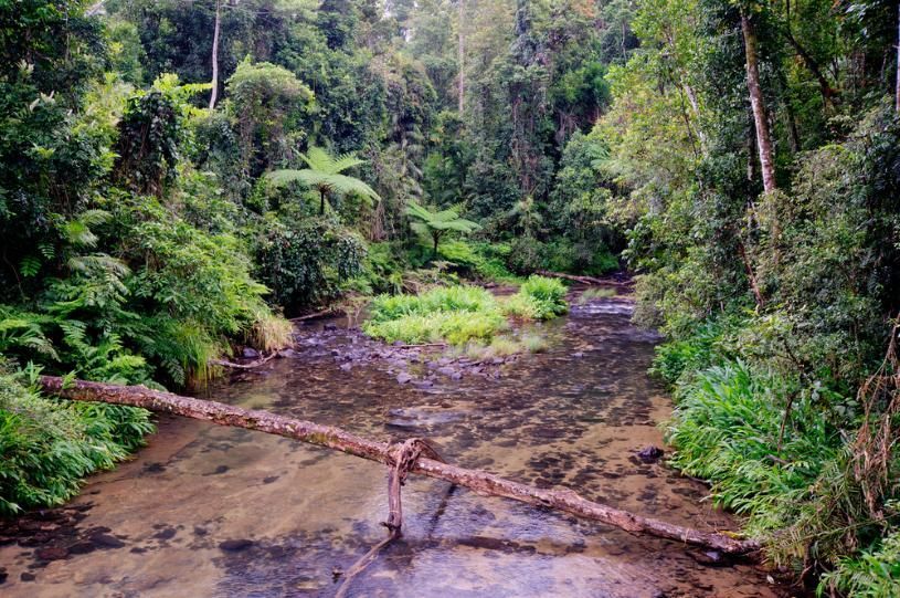A River In The Middle Of A Lush Green Forest — Gold Coast City Plumbing In Mount Tamborine, QLD