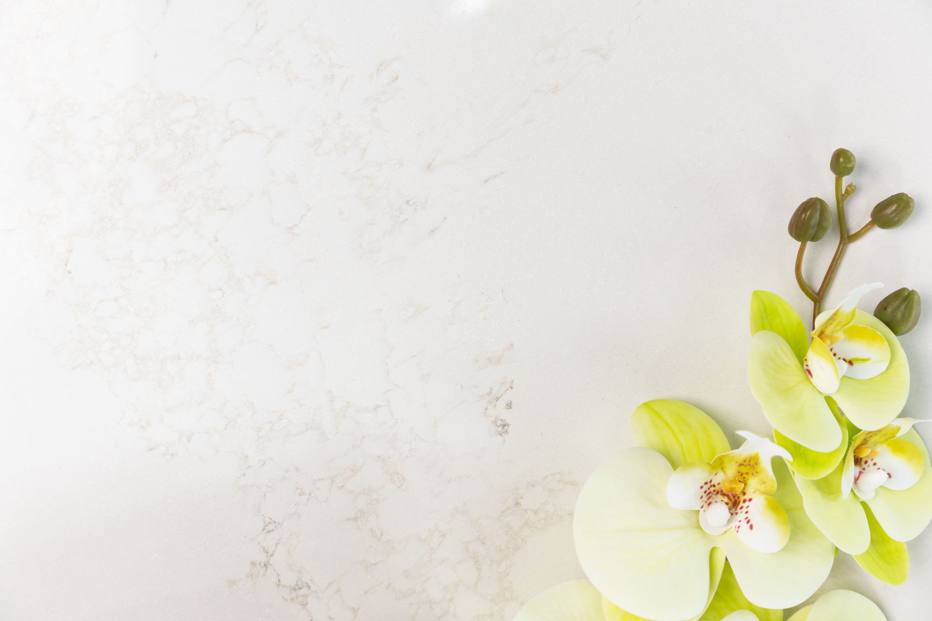 A Bunch of White Orchids Are Sitting on a White Surface — Better Stone in Caloundra West, QLD
