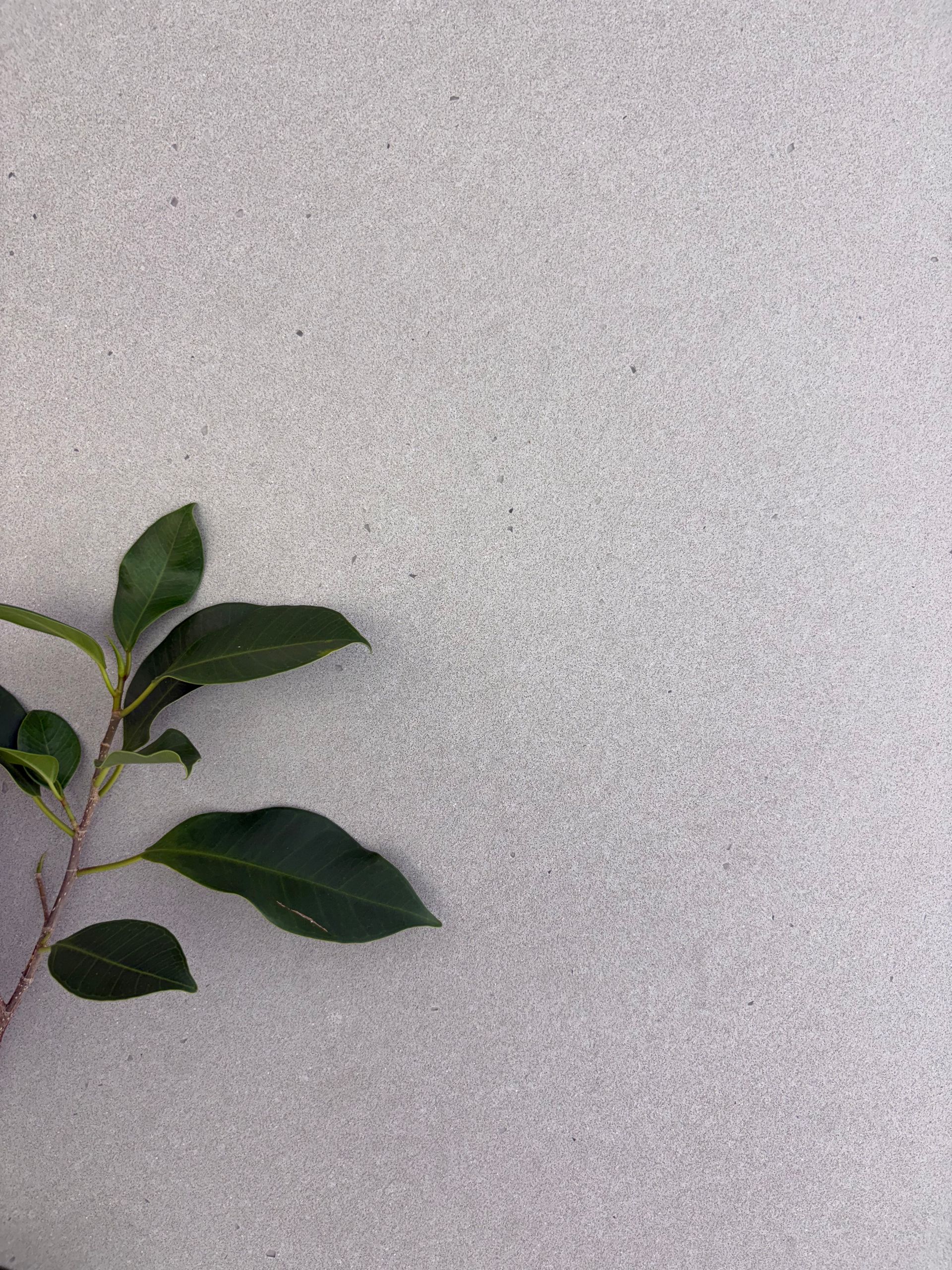 Green leafy plant stem on a gray, speckled surface.