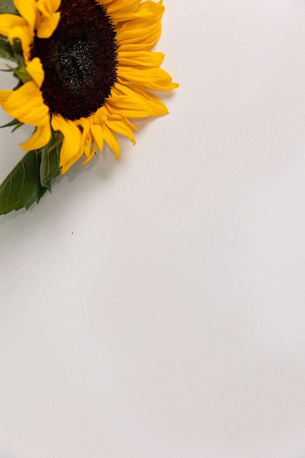A sUnflower is Sitting on a White Surface — Better Stone in Caloundra West, QLD