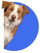 A brown and white dog peeking out of a blue circle