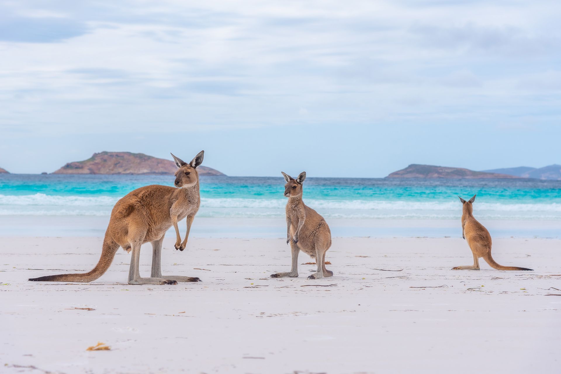 Australian kangaroos on the beach