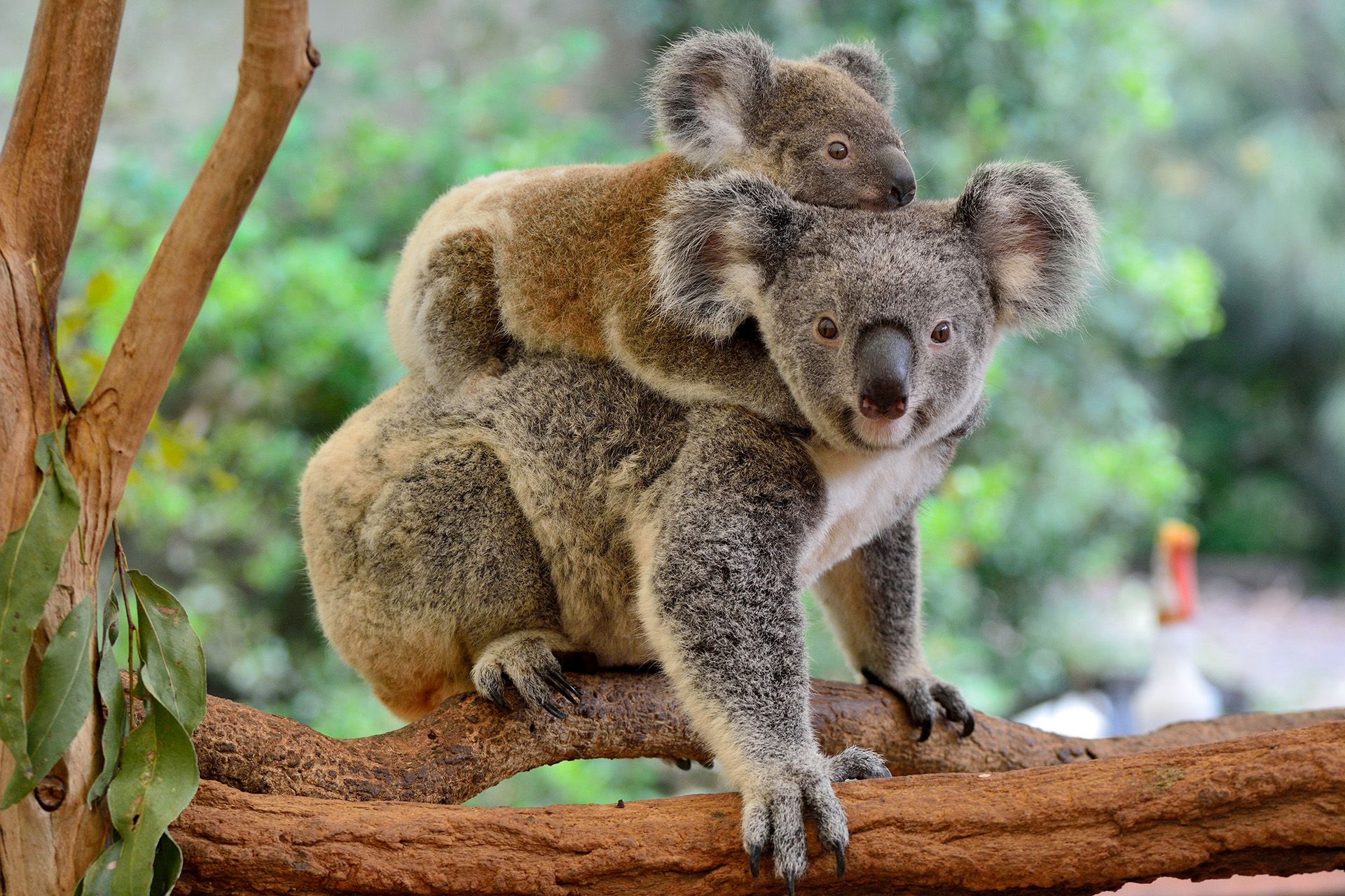 Australian koalas in a tree