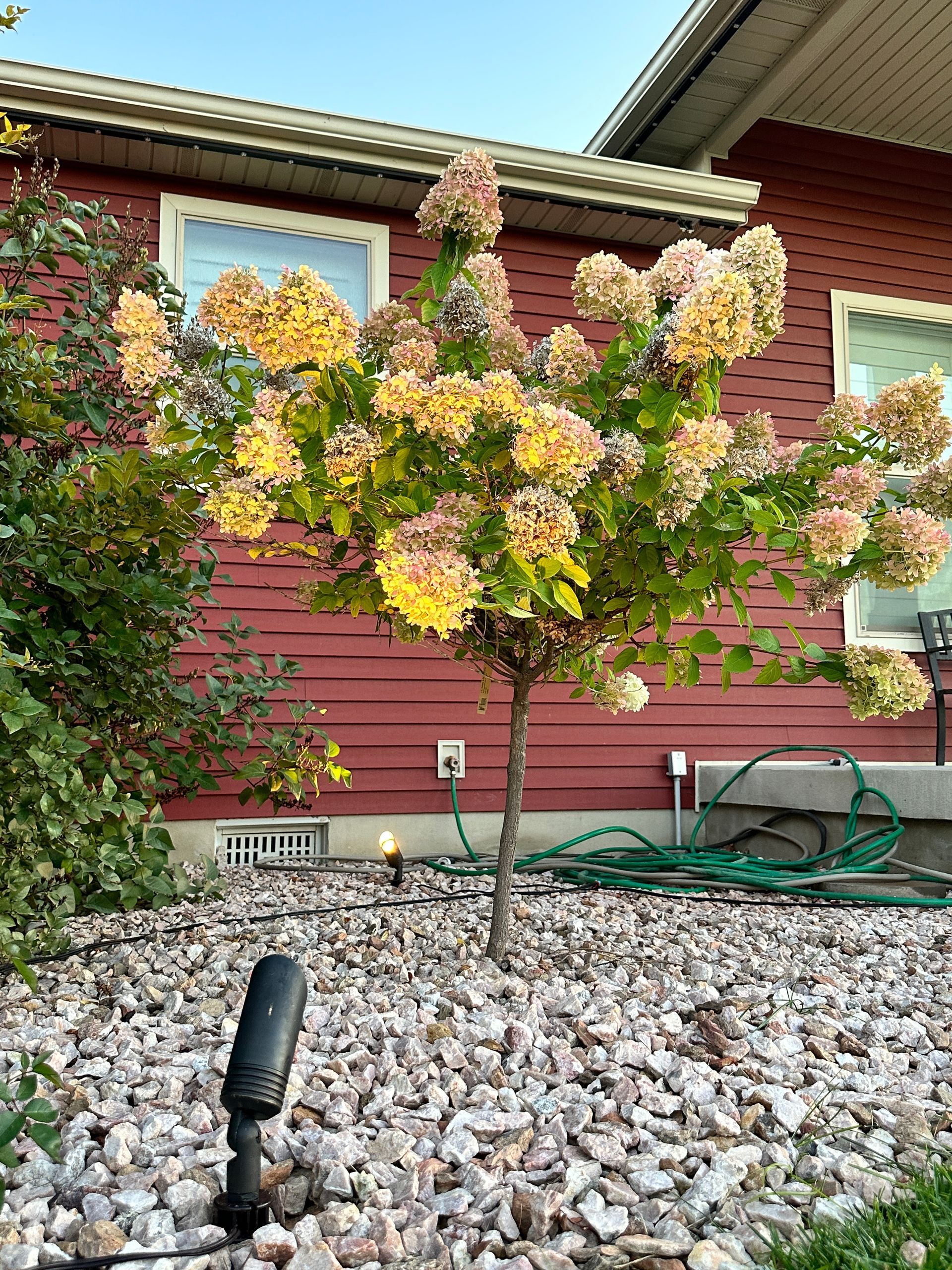 A small tree with yellow flowers in front of a red house.
