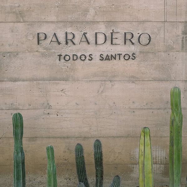 Paradero Todos Santos sign on a concrete wall above green cacti