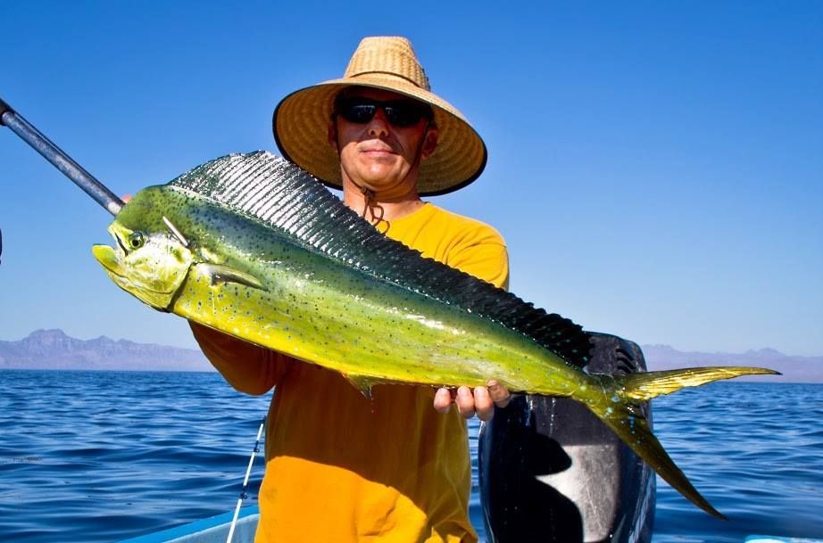 A man in a straw hat is holding a large fish
