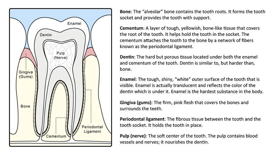A diagram of a tooth with a lot of text on it A diagram of a tooth with a lot of text on it