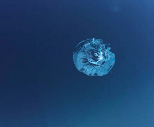 A translucent, spiraling jellyfish in deep blue water.