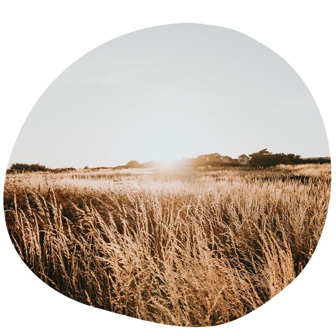 grasveld met pollen, leven zonder allergie