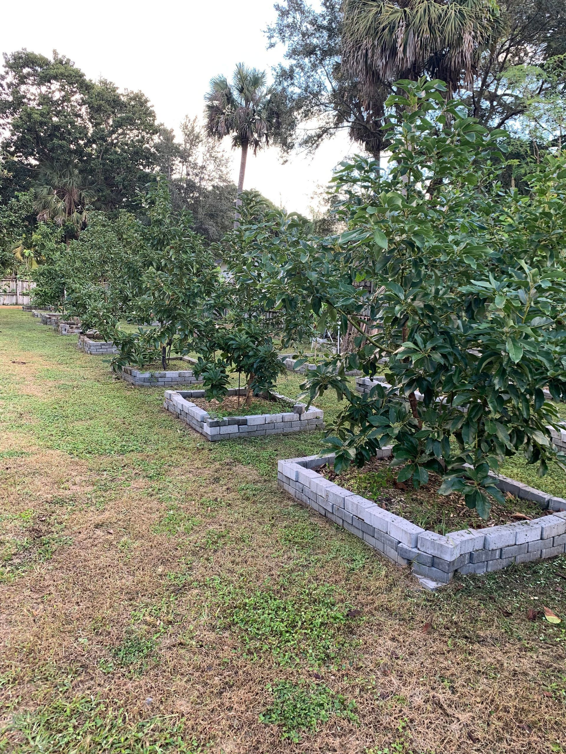 Row of green shrubs in raised concrete beds along a grassy path in a garden.