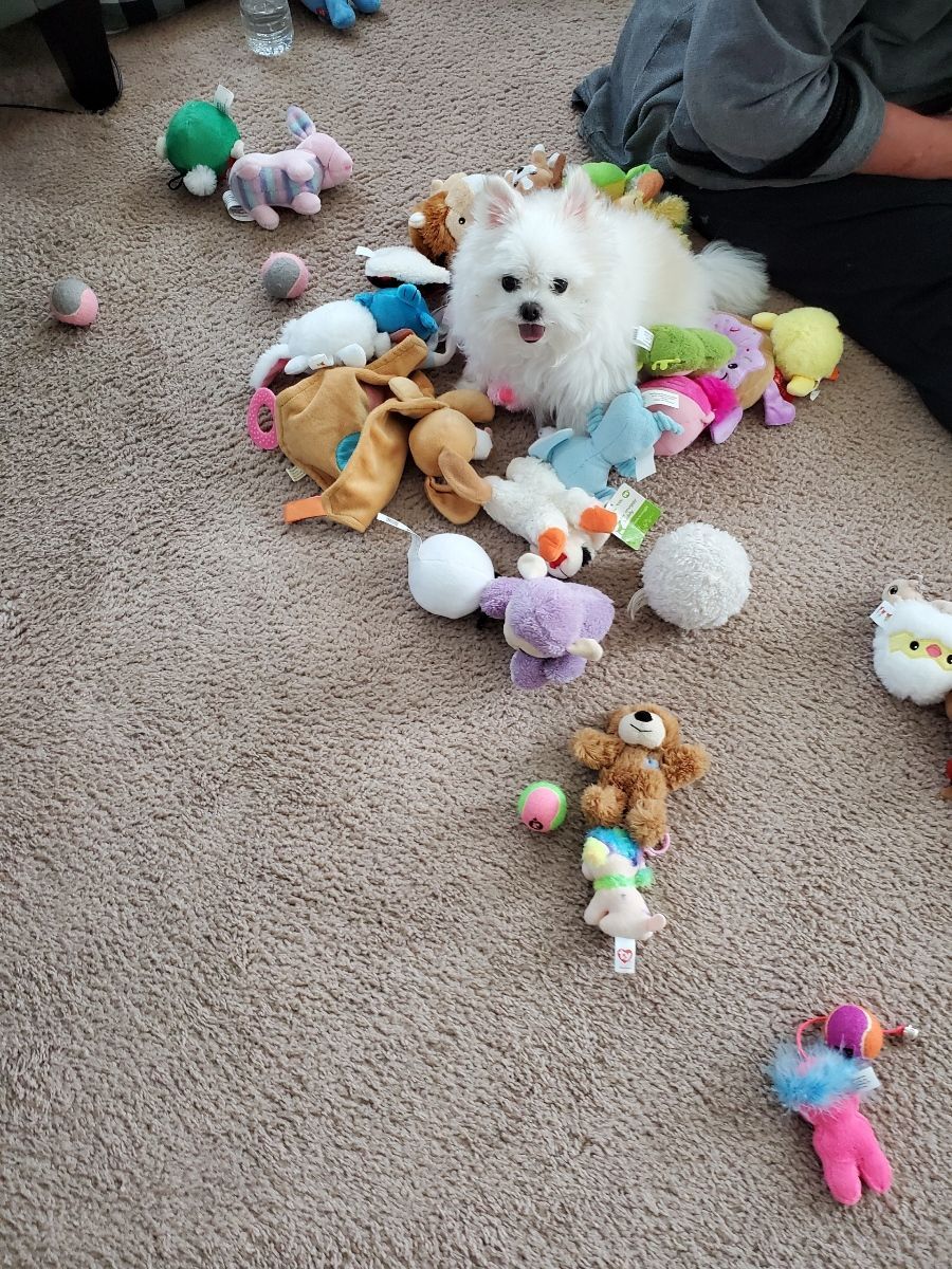 Fluffy white dog surrounded by colorful plush toys on a beige carpet.