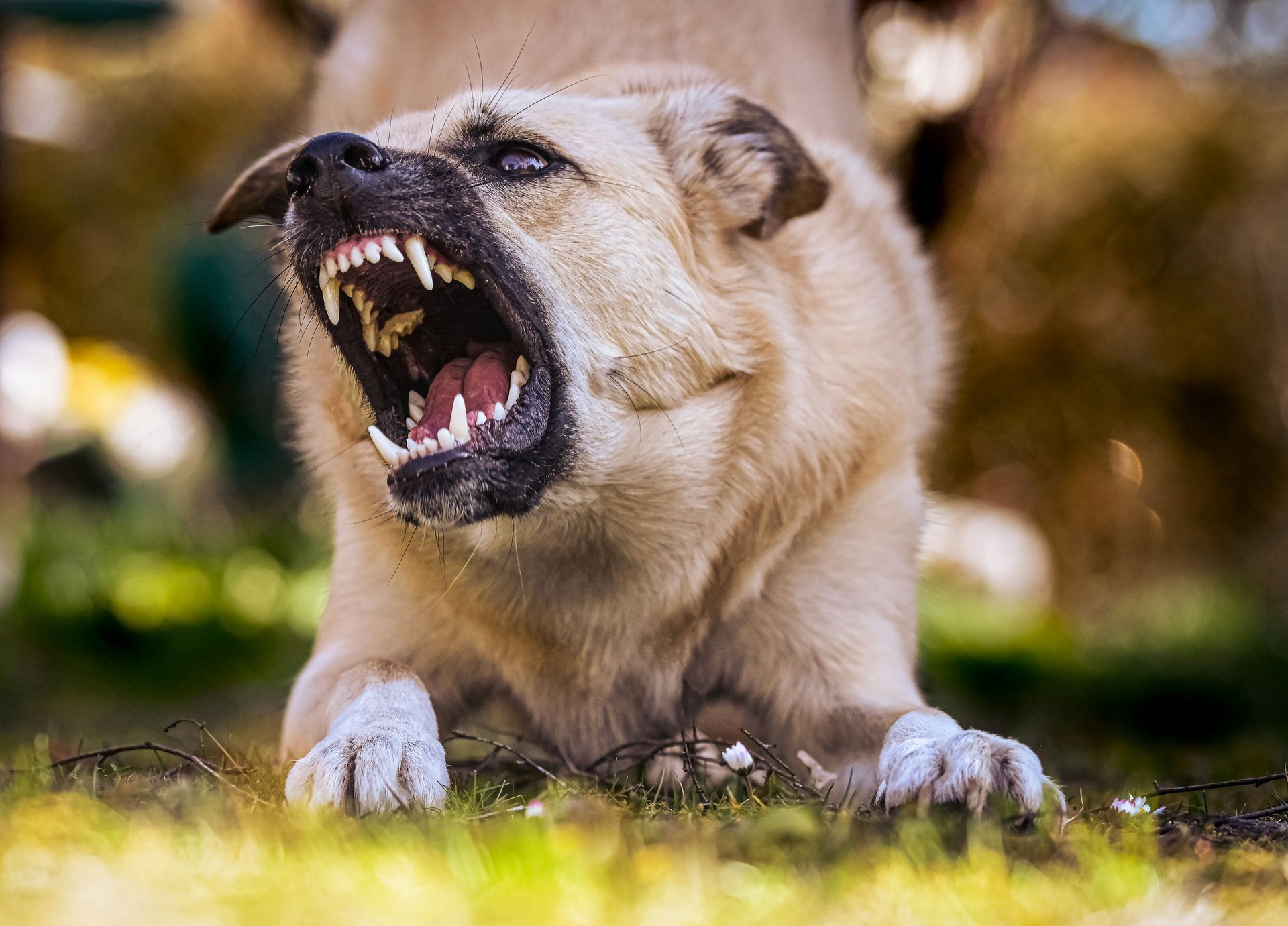 A close up of a dog with its mouth open.
