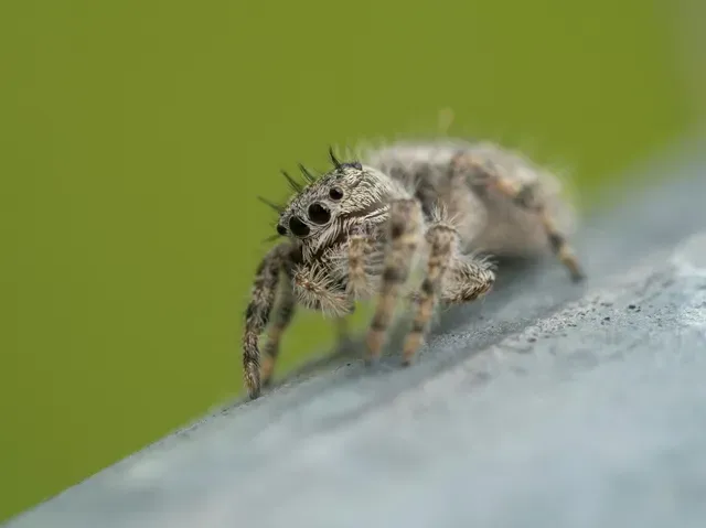 Huntsman Spiders
