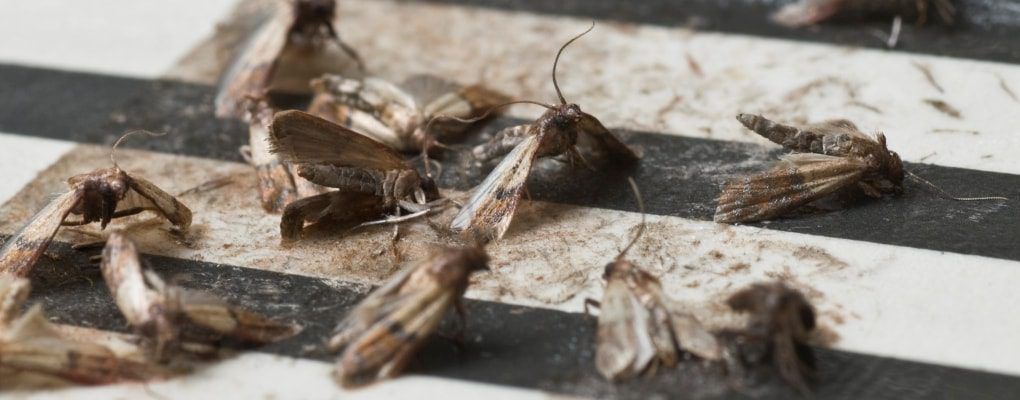 Moth Control