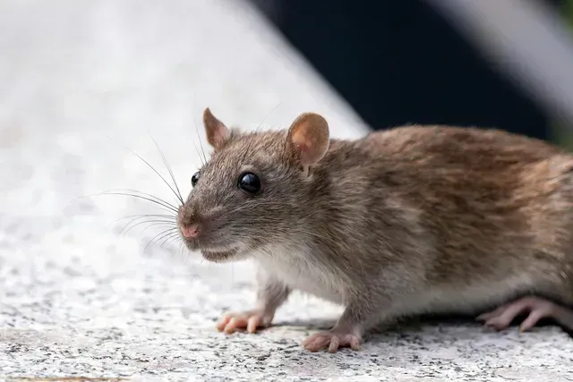 Norway Rats