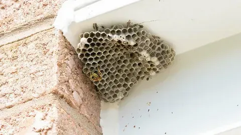 Wasp Nest Removal
