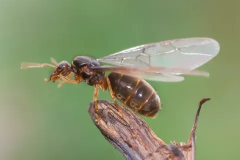 Flying Ants