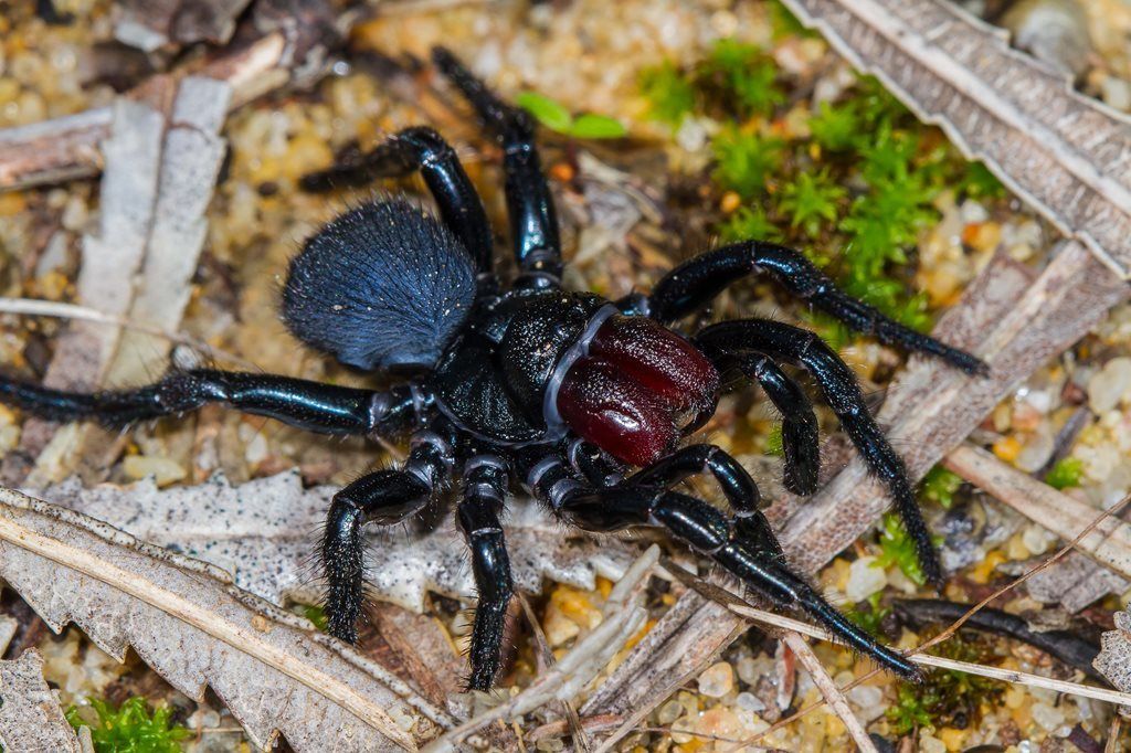 Mouse Spider 