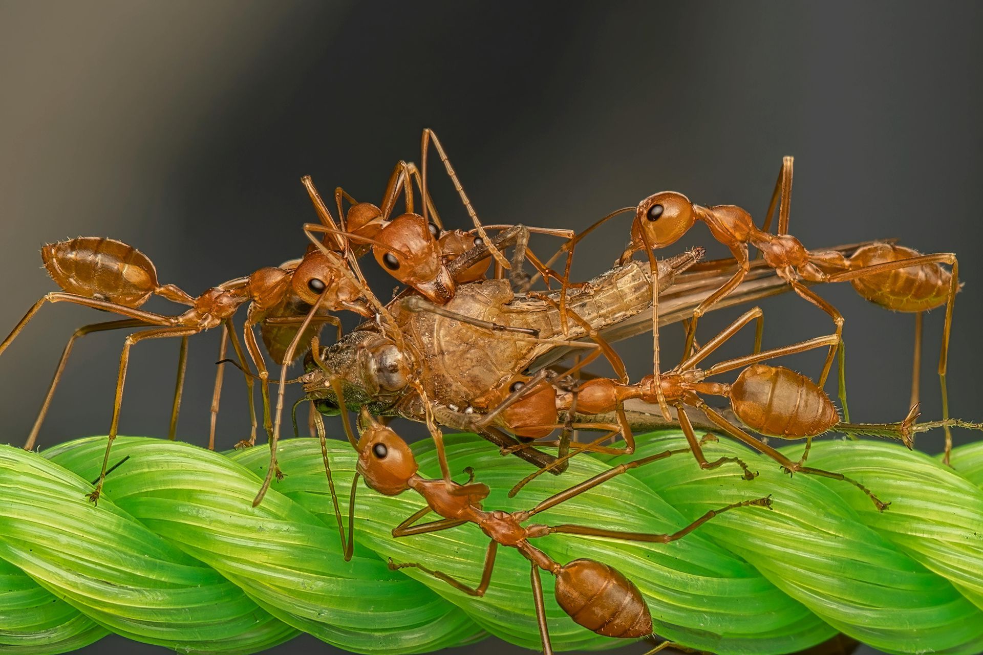 Carpenter Ants