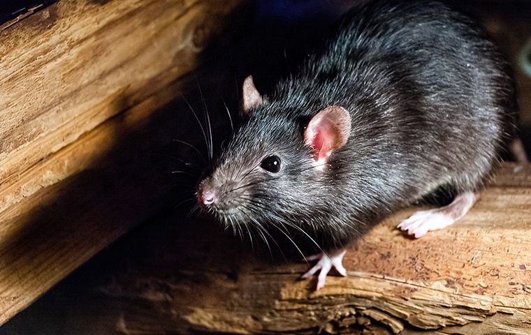 Roof Rat