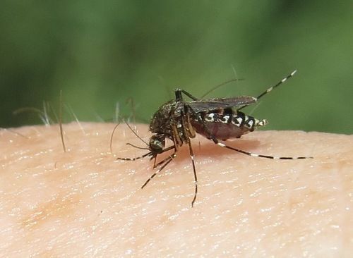 salt marsh mosquito