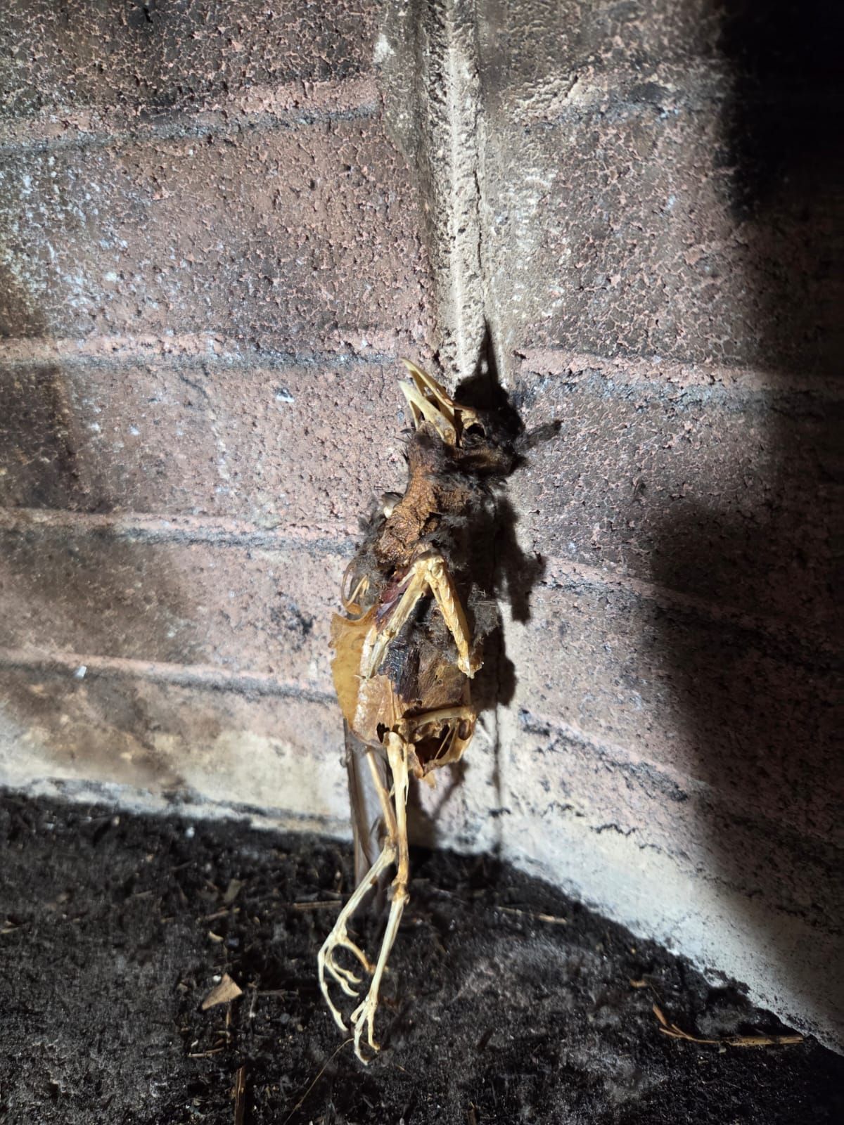 Scheletro e resti di uccello decomposti, incastrati contro un muro di mattoni in uno spazio buio e angusto.