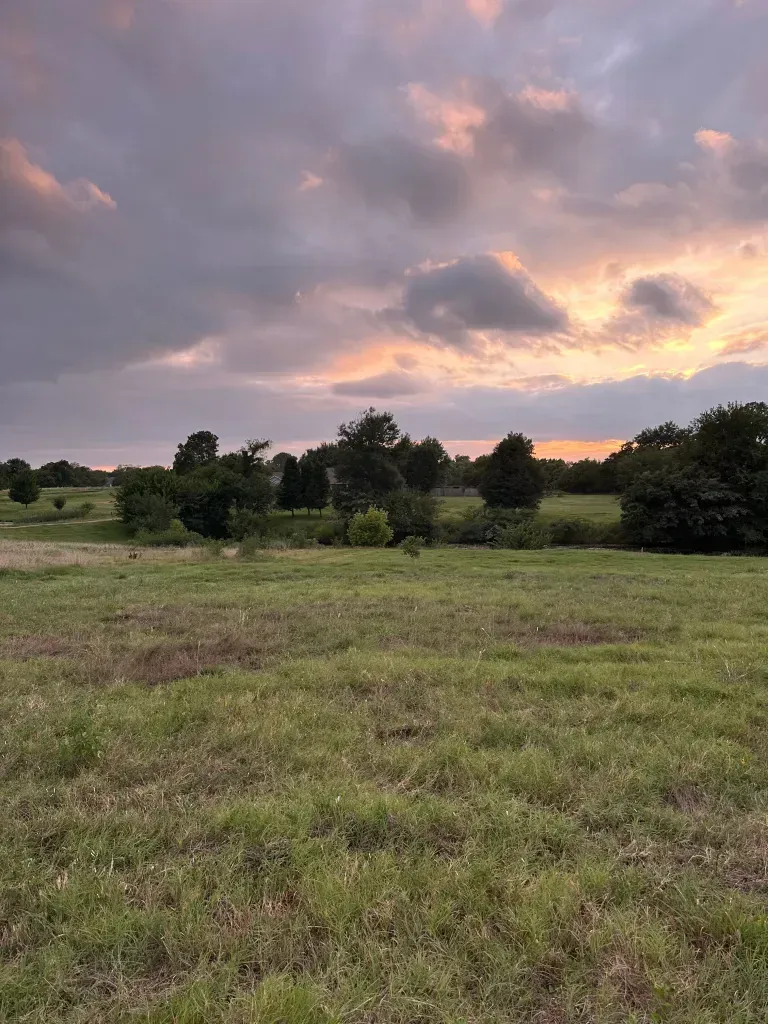 Grassy field at sunset with trees and a cloudy pink sky