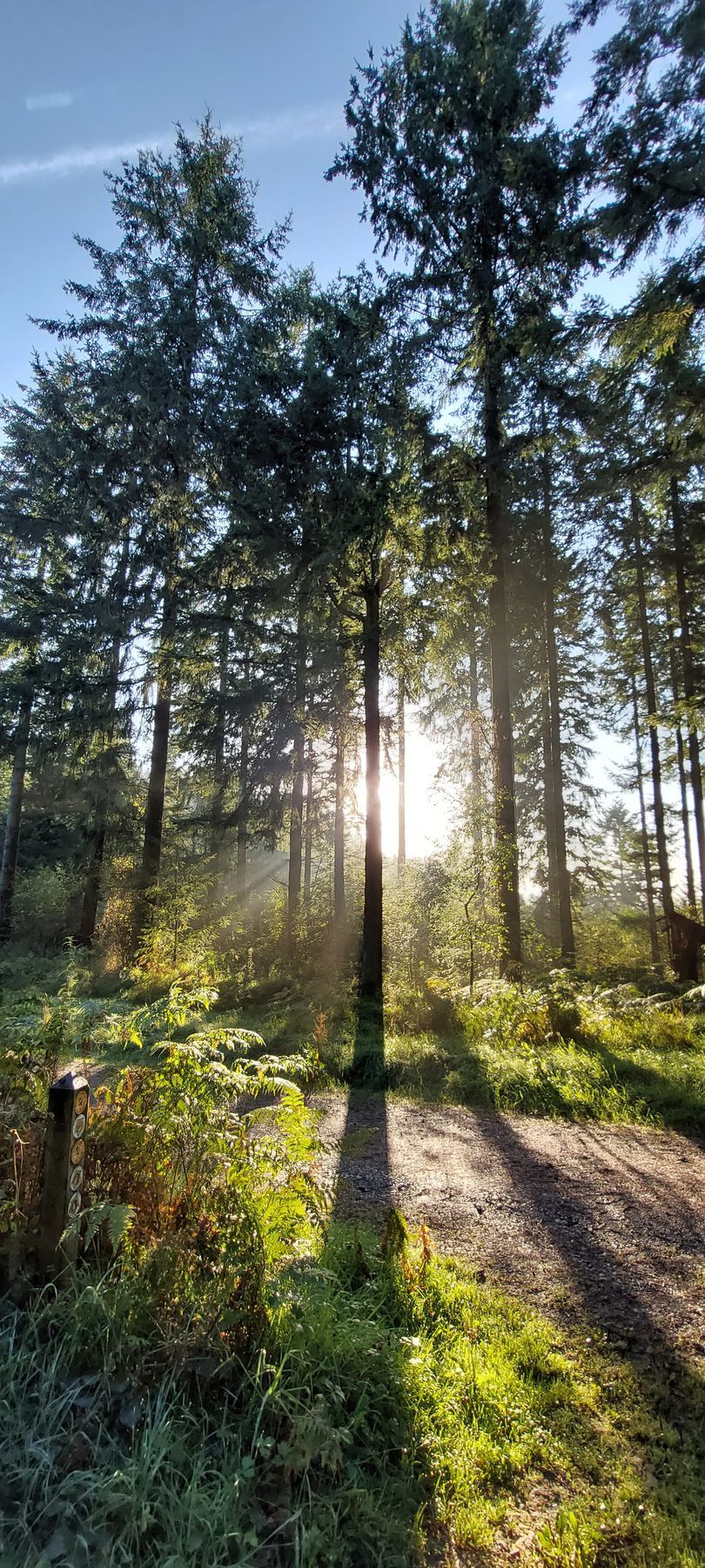 Sunlight streams through trees in a forest, casting long shadows on a dirt path and illuminating green foliage.