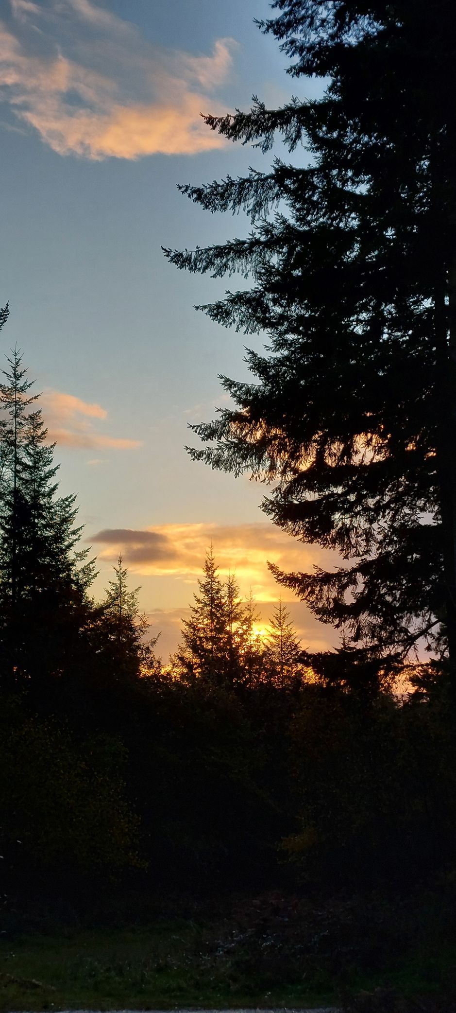 Sunset through silhouetted trees with orange and blue sky.