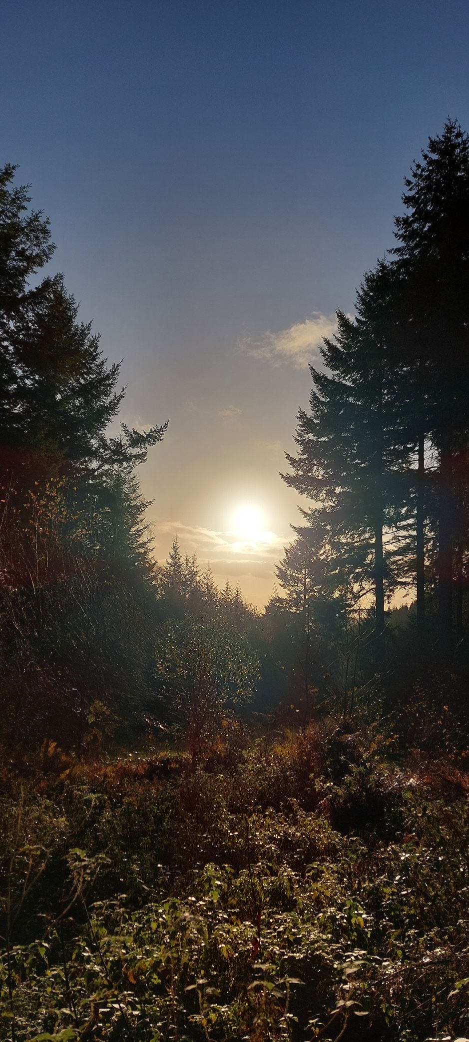 Sun peeks through trees, casting light on a forest floor. Dark green and golden hues dominate.