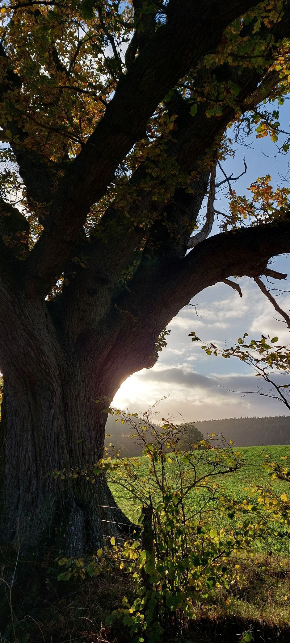 A large tree's trunk and branches reach across the frame, framing a field bathed in sunlight.